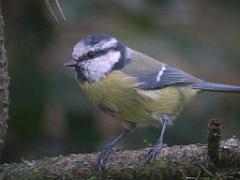 149 BIO PARC DE DOUE LA FONTAINE 2- 2016_000063